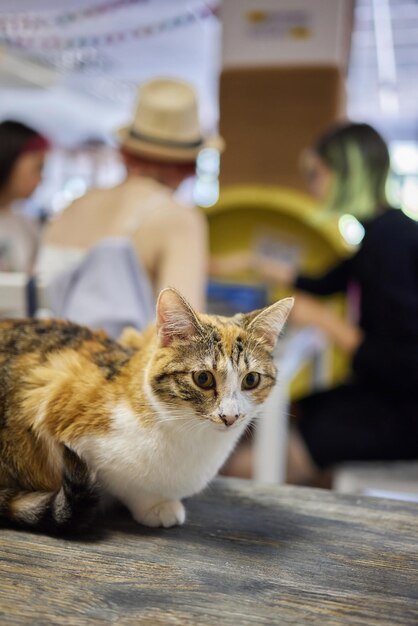 gato deitado em uma mesa de madeira olhando para a câmera