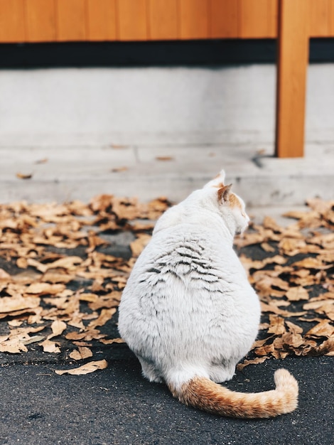 Foto gato deitado em uma rocha