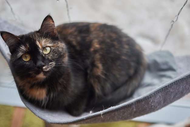 Gato deitado na cama de parede de vidro em casa