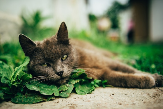 Gato deitado na grama