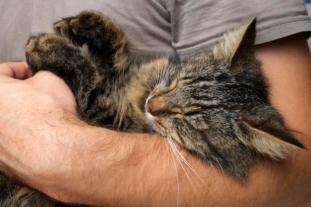 Gato deitado na mão do proprietário Acariciando o bebê gato enquanto ele está dormindo Anfitrião humano acariciando o gatinho com a mão em um cobertor branco Gatinho é reproduzido vídeo engraçado Conceito de amizade animal de estimação Fechar