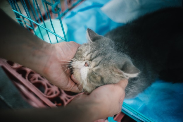 Foto gato deitado na mão