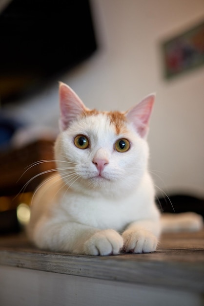 Gato deitado na mesa de madeira, olhando para a câmera.