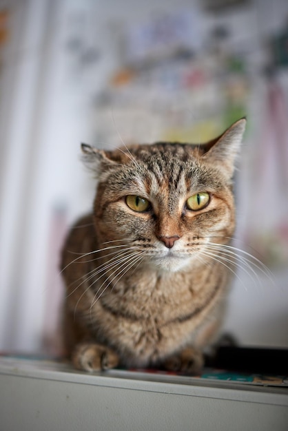 Gato deitado na mesa de madeira olhando para a câmera