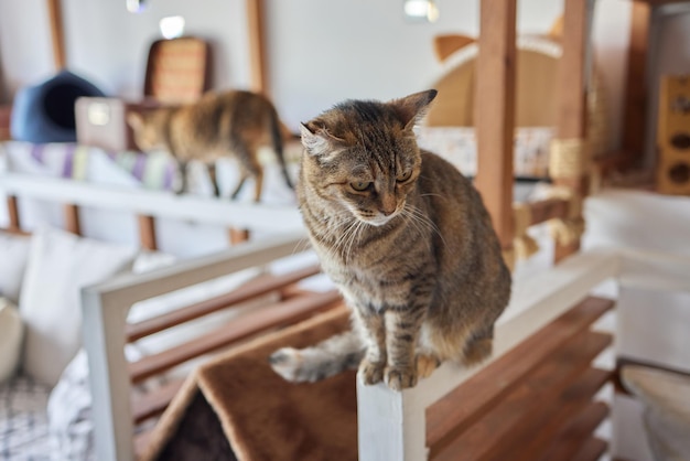 Gato deitado na mesa de madeira olhando para a câmera