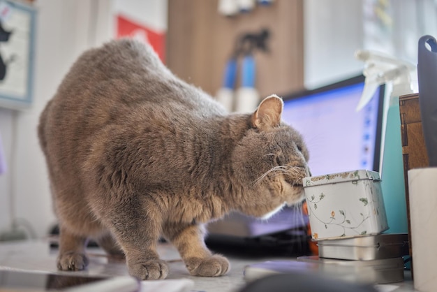 Gato deitado na mesa de madeira olhando para a câmera