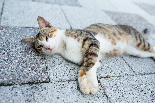 Gato deitado na rua