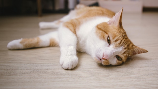 Gato deitado no chão fotografia de foco seletivo