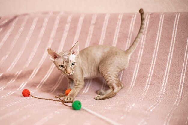 Foto gato deitado no chão