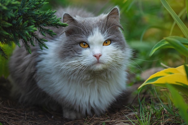 Gato deitado no jardim contra um fundo de rosas no jardim de flores Gato muito feliz no campo de flores ensolarado