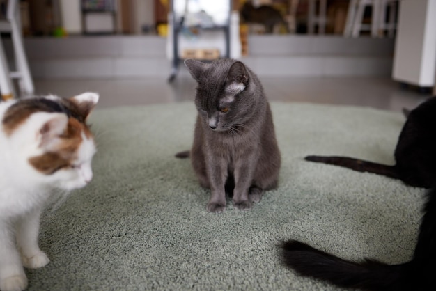 Gato, deitado no tapete, em casa. Abrigo para animais de estimação. Doenças, tratamento de gatos com pedigree.