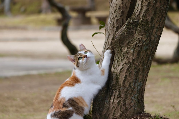 Foto gato deitado no tronco da árvore