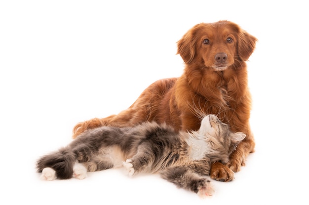 Gato deitado olhando para um nova scotia duck tolling retriever