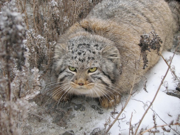 El gato depredador de Pallas en la nieve en invierno.