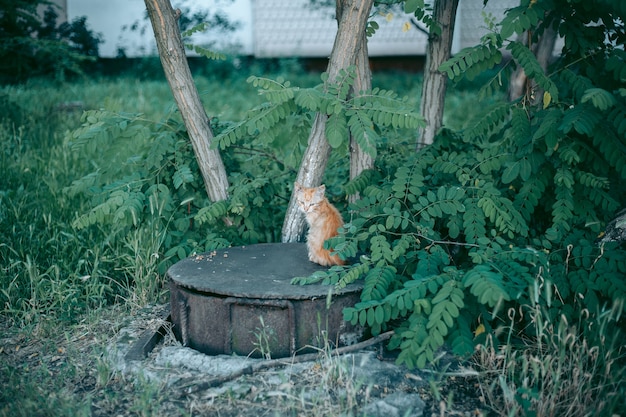 Gato desabrigado abandonado faminto e bem cuidado