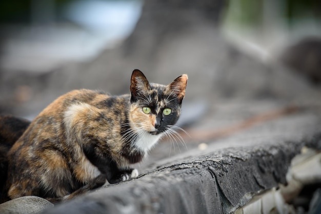 Gato desabrigado senta-se no telhado