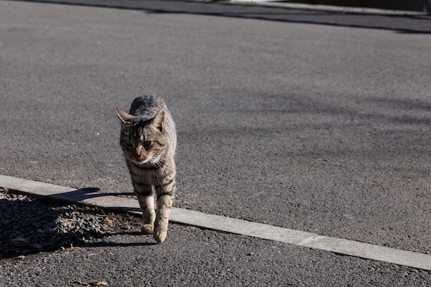 Gato desabrigado