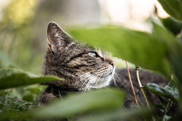 Foto el gato descansa en el jardín a la sombra.