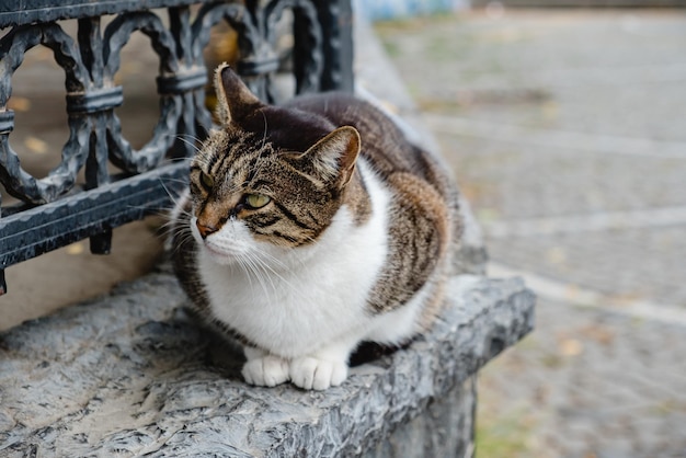 El gato descansa sobre un parapeto de hormigón.