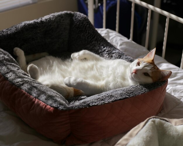 Gato descansando en una cama