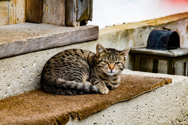 Gato descansando em degraus