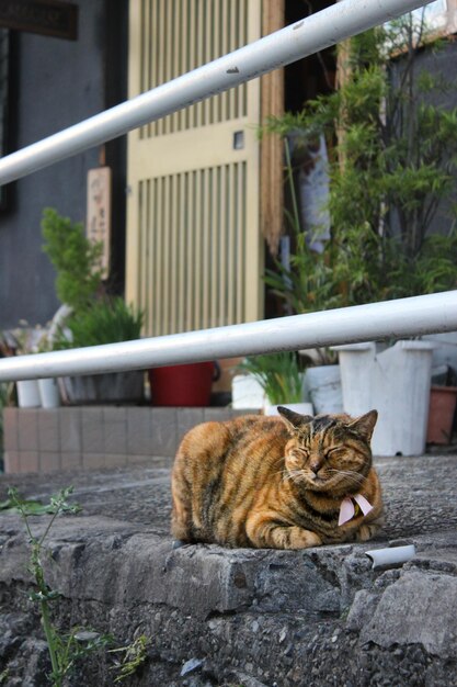 Foto gato descansando em uma calçada