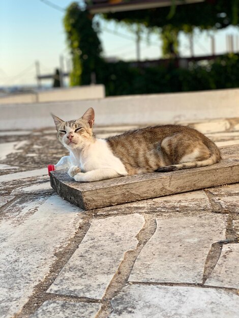 Foto gato descansando em uma calçada