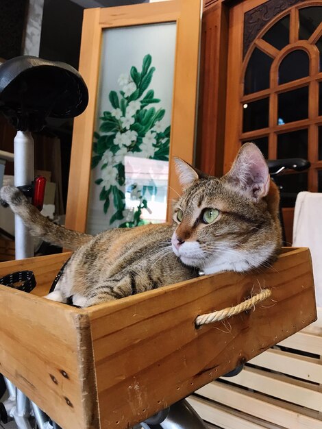 Foto gato descansando en la mesa