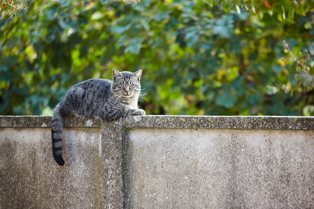 Gato descansando quieto na parede ao pôr do sol