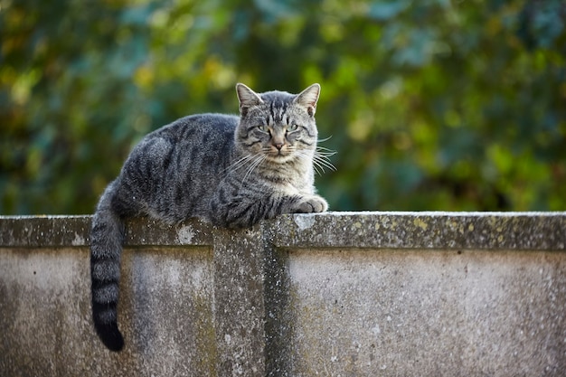 Gato descansando quieto na parede ao pôr do sol