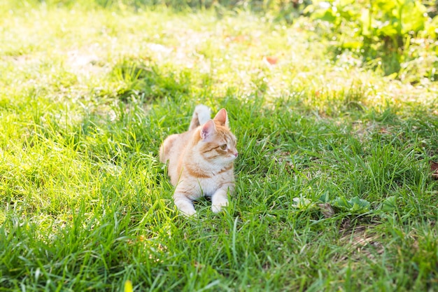 Gato descansando sobre la hierba verde en verano