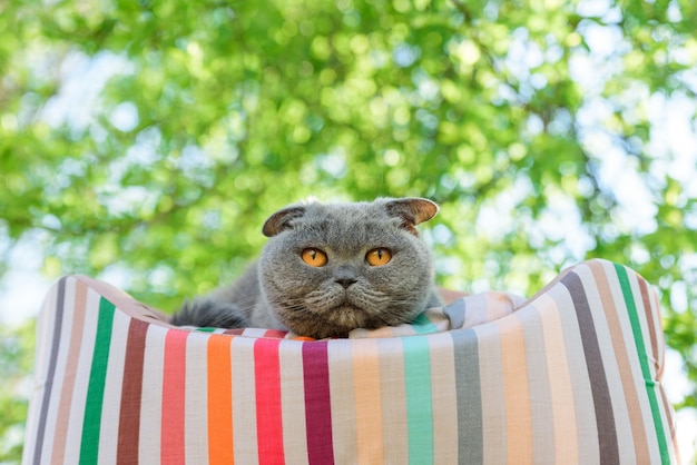 Gato descansando en una tumbona afuera debajo de un árbol