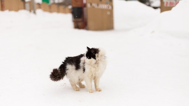 Gato desgrenhado na neve
