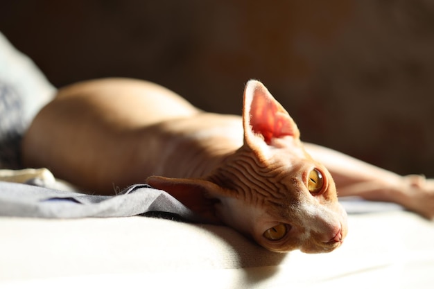 Gato desnudo jugando en la cama