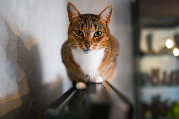 Gato despojado surpreso engraçado com olhos verdes fechar