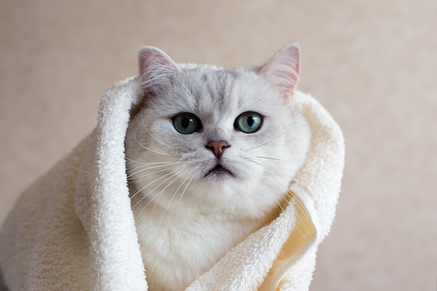 El gato después del lavado envuelto en una toalla. Aseo de animales. El gato tiene ojos verdes.