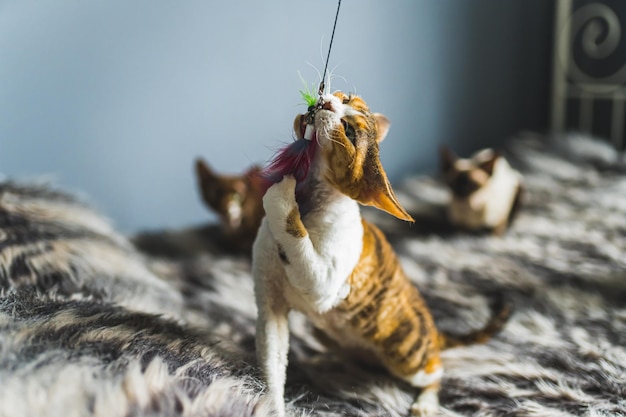 Un gato Devon rex atrapando un taoy entre los dientes Concepto de mascota Plano medio