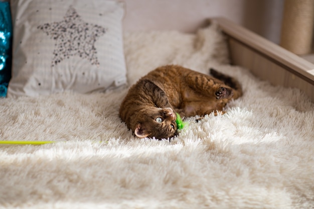 Gato Devon Rex Tabby Chocolate a brincar com um brinquedo