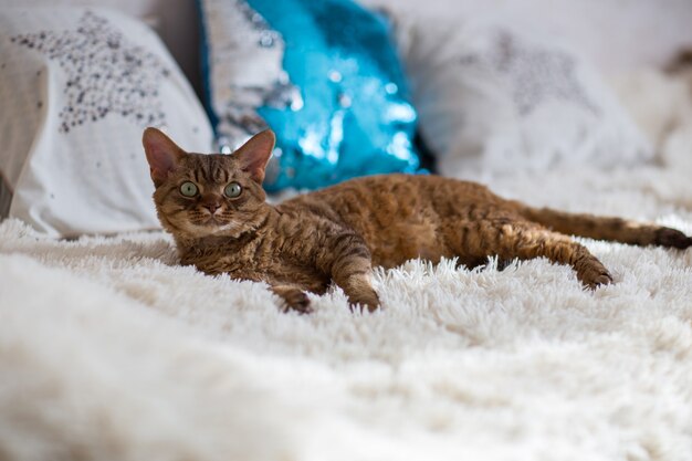 Gato Devonrex acostado en la cama