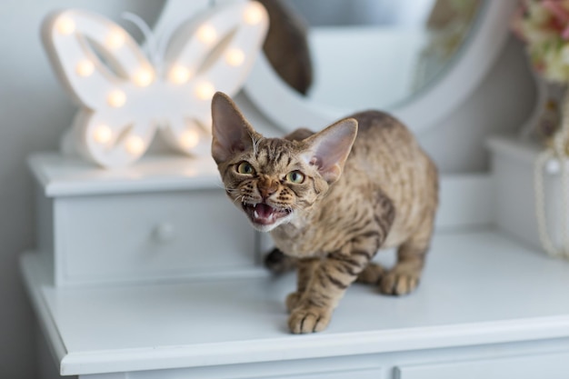 Foto el gato devonrex de chocolate se sienta y dice miau