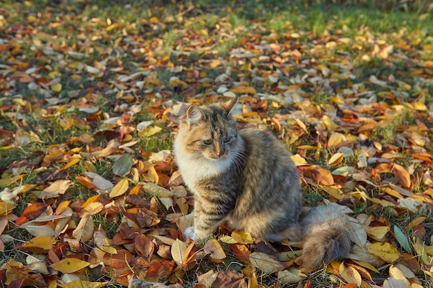 Gato en día soleado de otoño