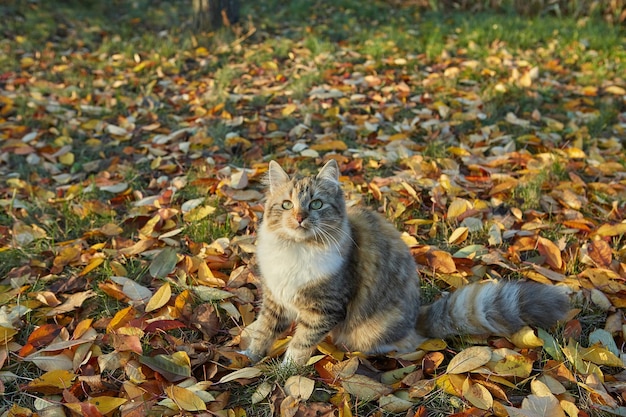 Gato en día soleado de otoño