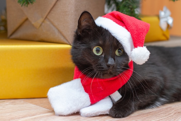 Gato disfrazado de papá noel. gato negro bajo el árbol de navidad en traje de año nuevo