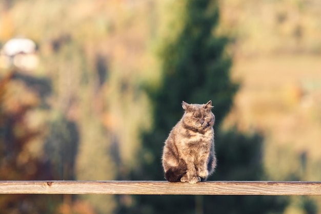 El gato disfruta del sol en otoño.