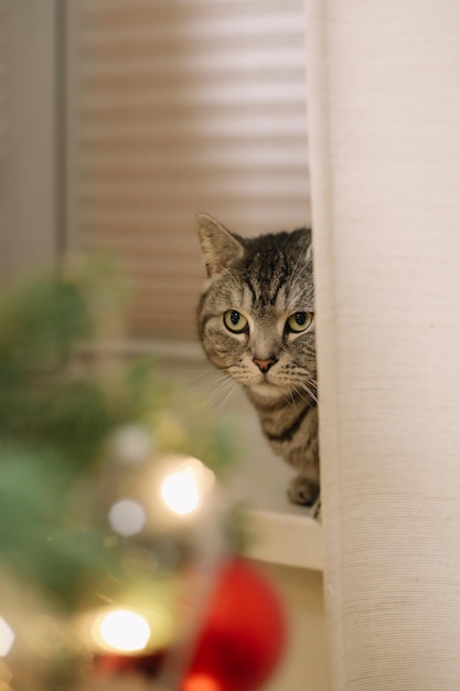 Gato divertido y el árbol de Navidad decorado Feliz Navidad y Año Nuevo