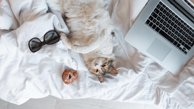 un gato divertido y hermoso yace sobre una manta blanca en la cama con un donut, una computadora portátil y gafas de sol, vista superior. La mascota está descansando. días laborables libres