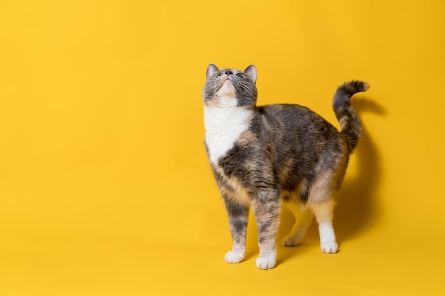 Un gato divertido mira hacia arriba con interés aislado en un espacio de copia de fondo amarillo