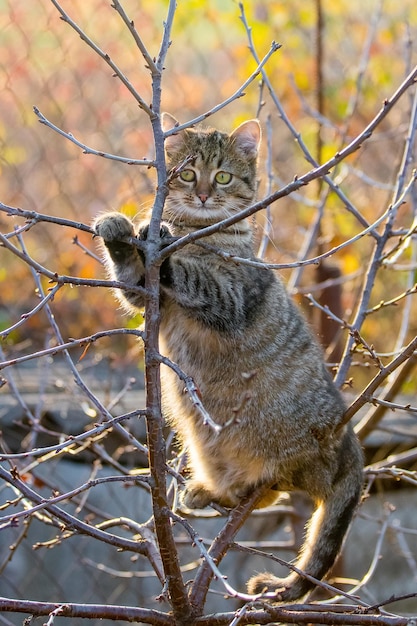 Gato divertido de rayas gruesas en el jardín de otoño en un árbol