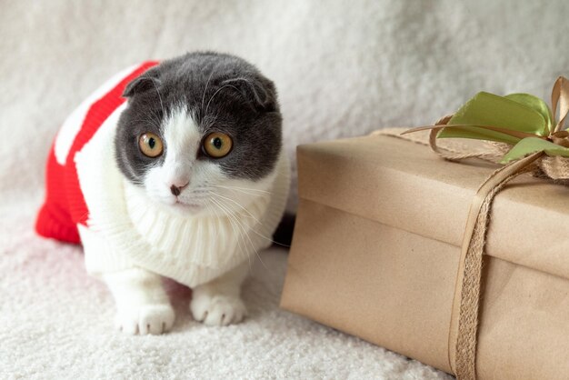 Gato divertido en un suéter rojo de Año Nuevo se encuentra cerca de la caja de regalo de Navidad