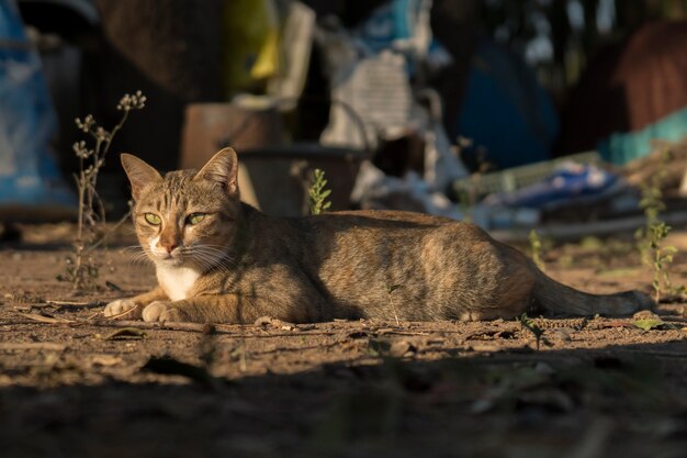 Gato divertido